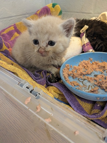 a821ae18 c853 4e4a b3d9 7da11d8ae809