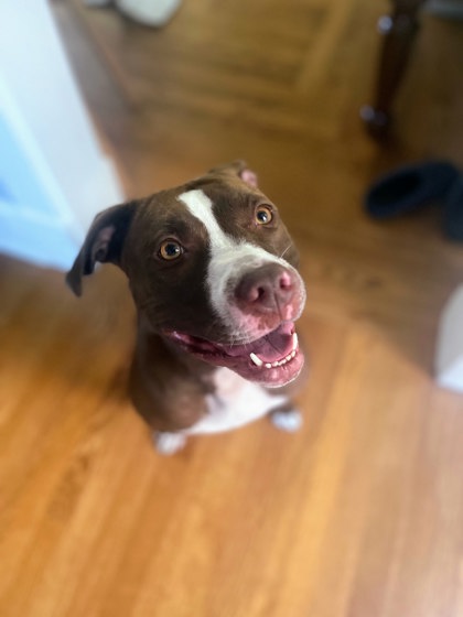 View Tropic the Dog Photo #2