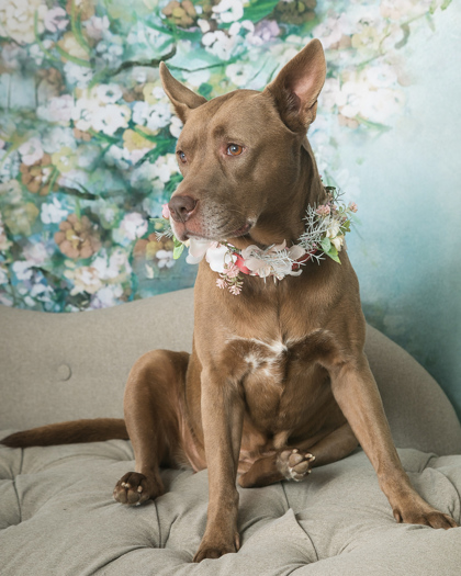 View Som Pom the Dog Photo #2