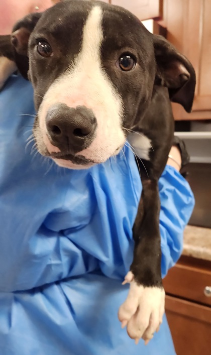 Learn More About this Dog ab1a99c7 5dd7 4736 88ad 6e2abc388a74