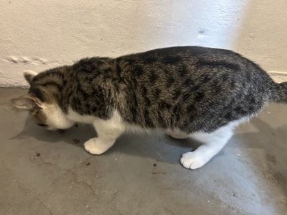 Learn More About this Cat ac2ae6ad 704a 4d1d b4c5 122b3cd4a65a