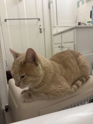 Learn More About this Cat ac519082 7c9e 4e14 8865 5e538265d531