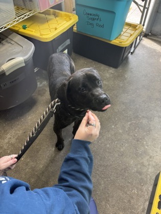 Learn More About this Dog b3df1ef3 0d06 4abe 9552 18edf31d8352