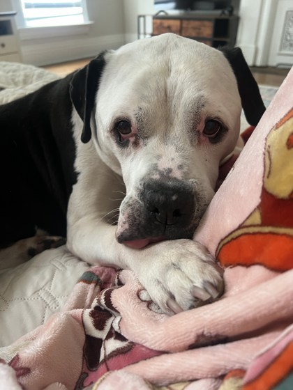 View Ozzie the Dog Photo #1