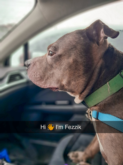 View Fezzik the Dog Photo #2