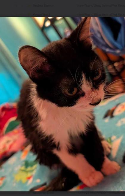 Learn More About this Cat b8437785 62bd 4a3f 8c91 0a06db5cfccf