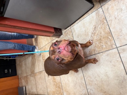 Learn More About this Dog b9e5705f 397f 4f7e 95af a0e31003f40b