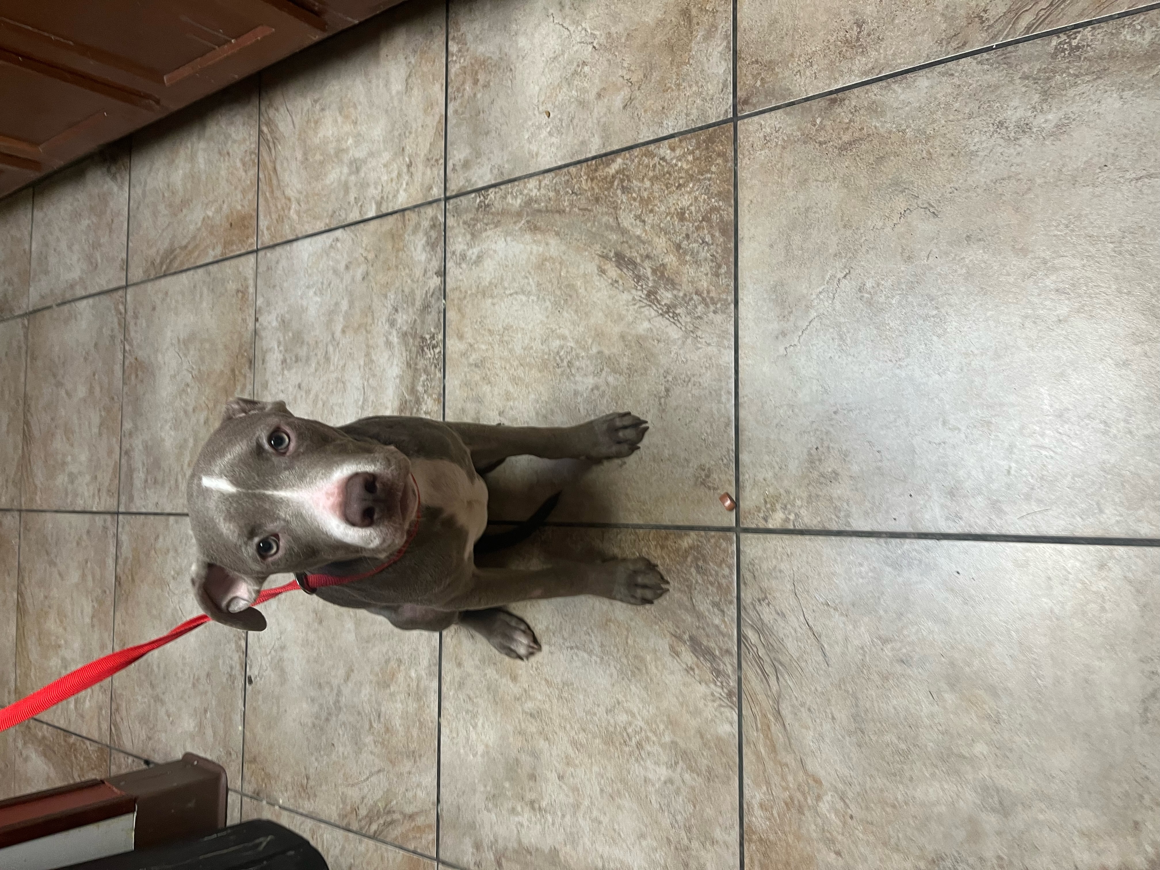 Learn More About this Dog bccb7617 62b1 42d3 aa80 5c540ce343bd