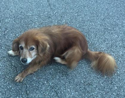 Learn More About this Dog bde3de7e 45a4 4639 b46c b2c0ad165235