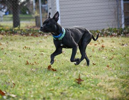 View Layla Hedges the Dog Photo #3