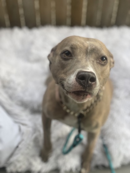 View Emilia Pinecomb the Dog Photo #1