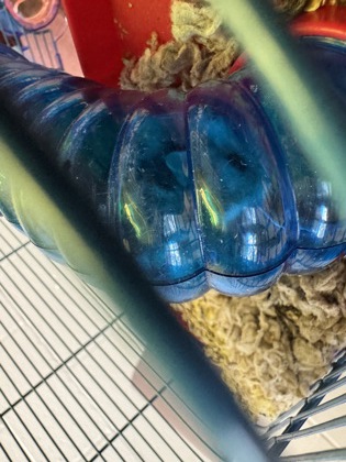 View Hammy the Small&Furry Photo #1