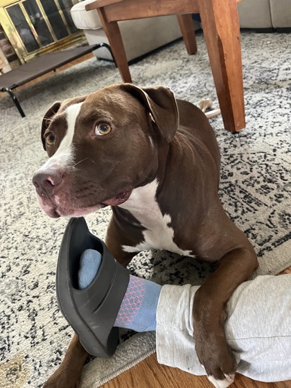 View Tropic the Dog Photo #1