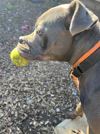View Lazlo the Dog Photo #3