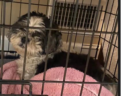 Learn More About this Dog d24012ca db1c 4423 bc4e b457d2ae3283