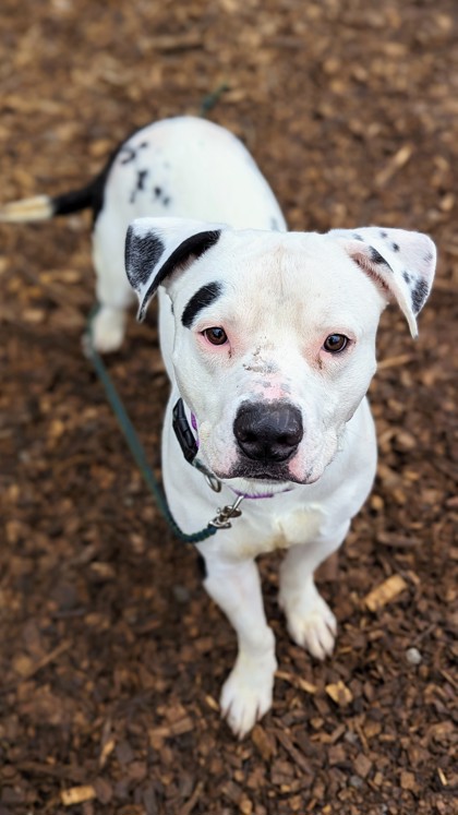 Dog for adoption - Fable, a Mixed Breed in Cincinnati, OH