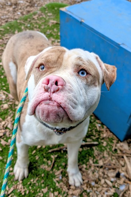 View 50 Cent the Dog Photo #2
