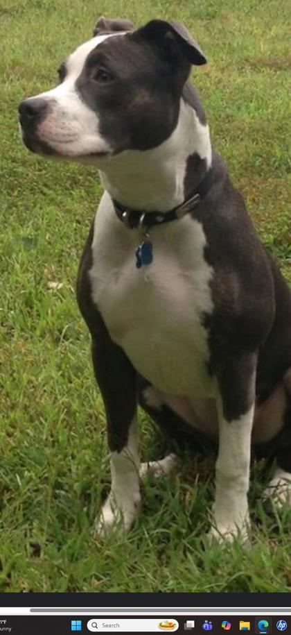 Learn More About this Dog d9844534 0005 48fa 9584 57b76bfb9c7d