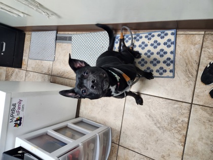 Learn More About this Dog db882926 dbfe 45b0 a473 81be0566bf6d