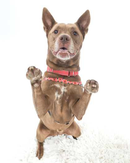 View Som Pom the Dog Photo #1