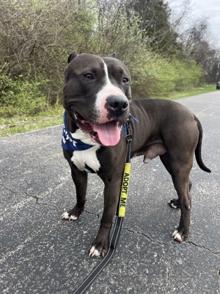 View Captain Morgan the Dog Photo #1