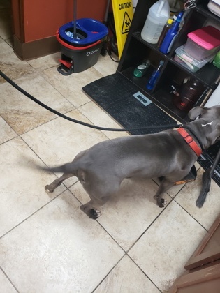 View Aries the Dog Photo #1