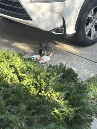 Learn More About this Cat e709303f a10f 4353 86ac 82a6ad7568fd