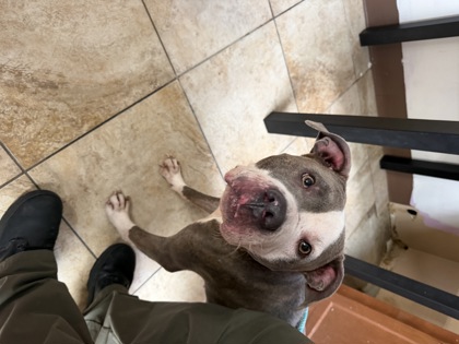 Learn More About this Dog e79d2fa3 61da 41d4 83c9 e63e7672637e