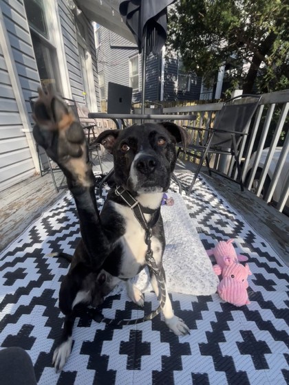 View Fisher the Dog Photo #1