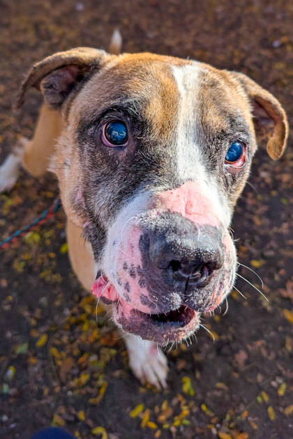 Learn More About this Dog f0b3cc4c 78c3 4b45 9615 7be0d8cd5edc