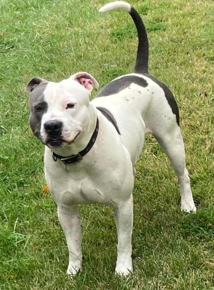 Learn More About this Dog f0fd93a3 c38c 4bed a0be d7bbad92eda0