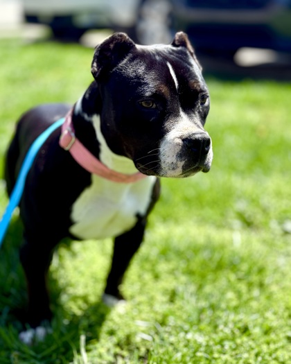 View Carly the Dog Photo #1
