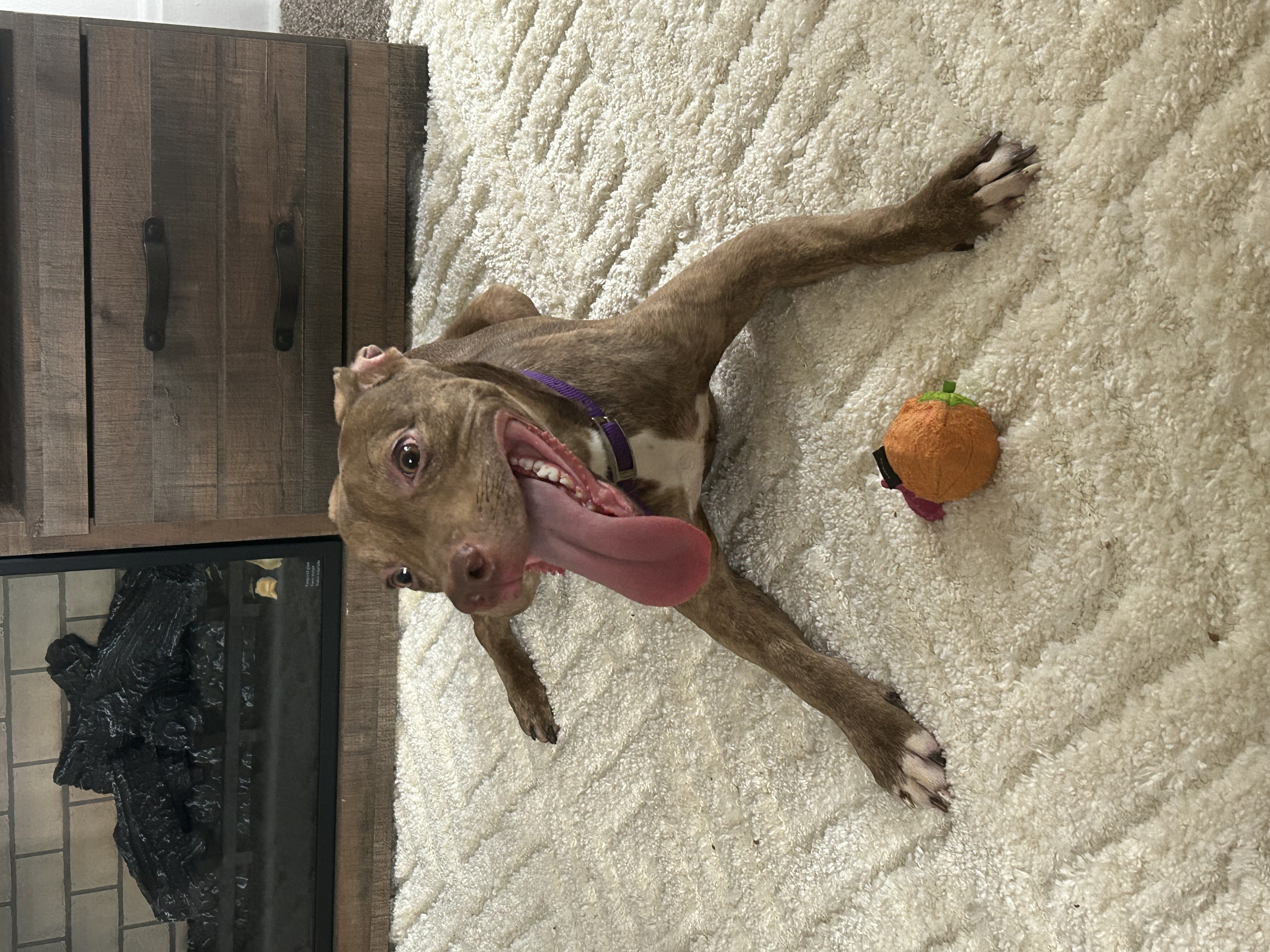 Learn More About this Dog f9efb321 538e 4a62 9cf5 fa6961ebecdf