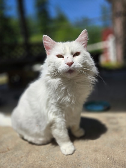 Snowball photo