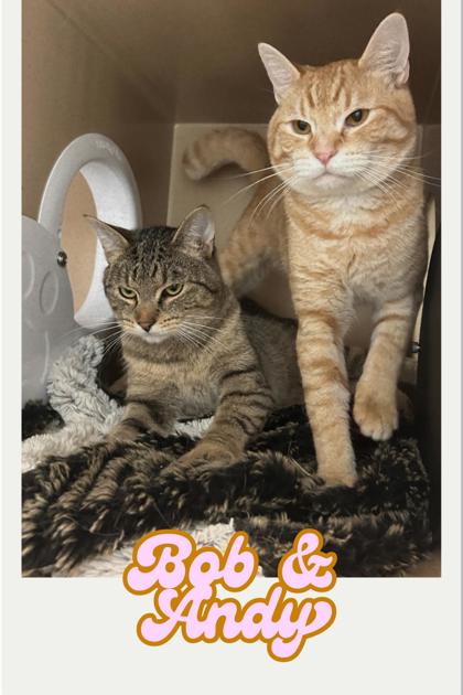 Andy (bonded w/Bobby) photo