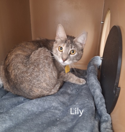 Photo of Lily