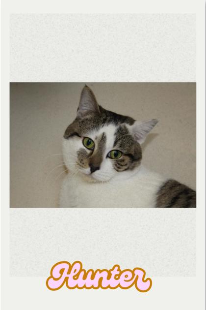 Photo of Hunter