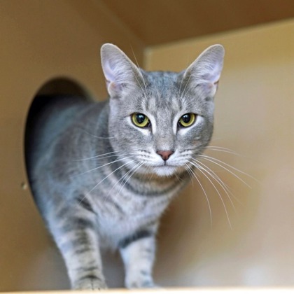 Photo of Harlan (bonded w/Ayla)