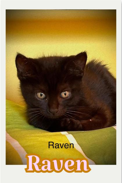 Photo of Raven