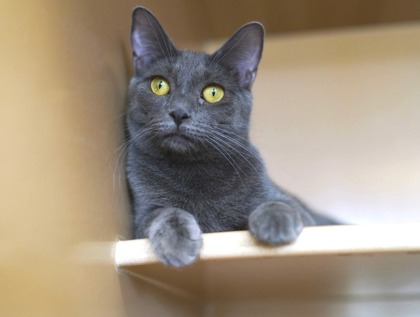 Photo of Ayla (bonded w/Harlan)