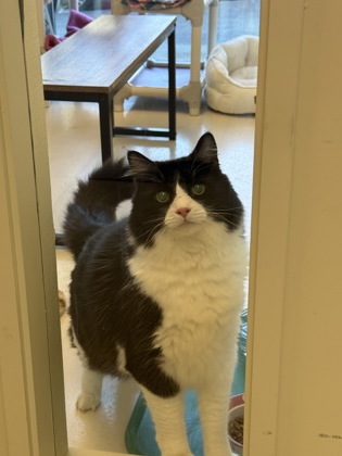 Rhett (bonded w/Reese) photo