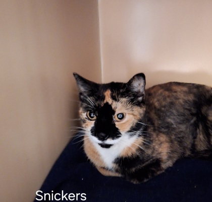 Snickers photo