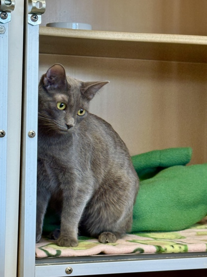 Photo of Ayla (bonded w/Harlan)