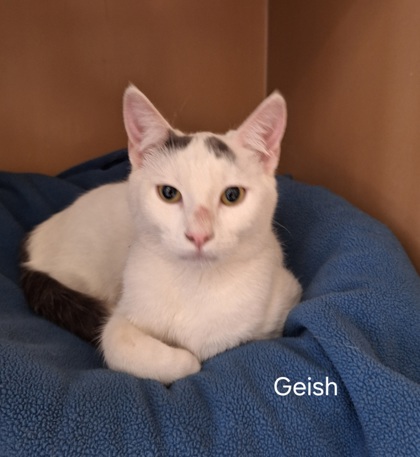 Photo of Geish (bonded w/Ron)