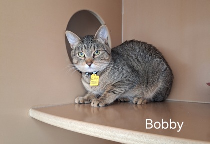 Bobby (bonded w/Andy) photo