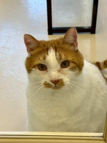 Reese (bonded w/Rhett) photo