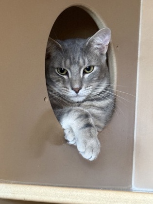Photo of Harlan (bonded w/Ayla)