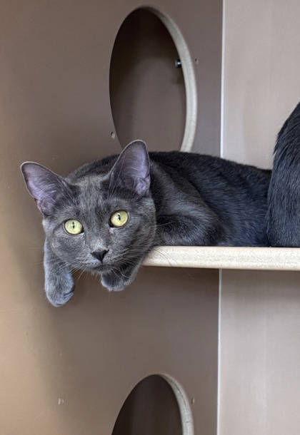 Photo of Ayla (bonded w/Harlan)