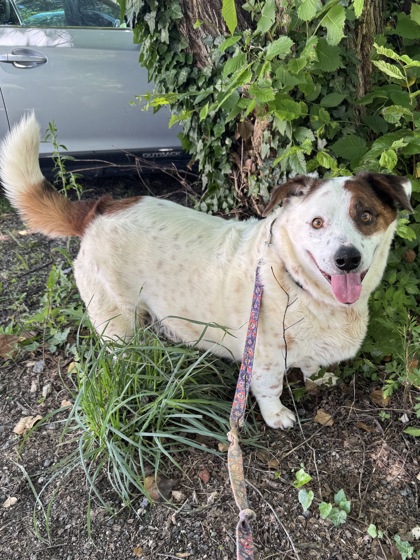 Albert, adoptable senior dog