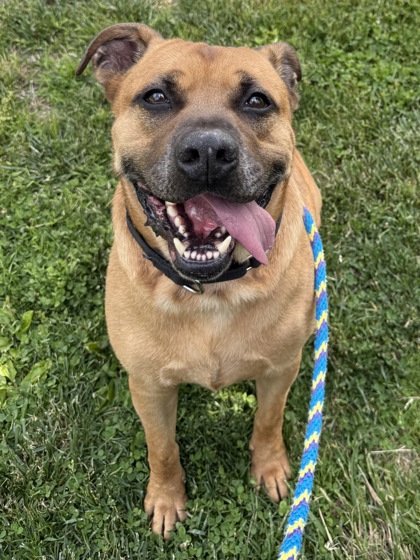 Buster - Available in Foster, adoptable senior dog